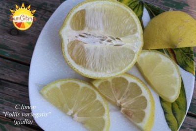 C.limon Foliis variegatis gialla yellow - 